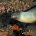 lion_sea_galapagos_cou_v_0232_ecu1340.jpg